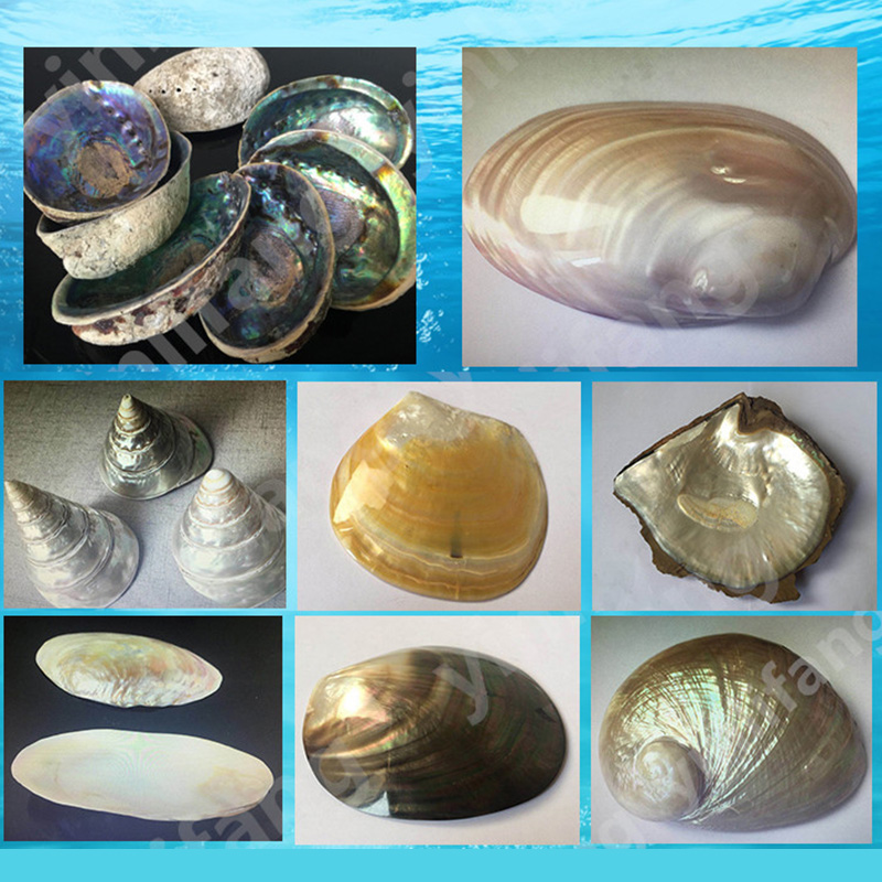Abalone Sheet Paper for Musica - Musical Instrument Craft incelemesi ve fiyatı